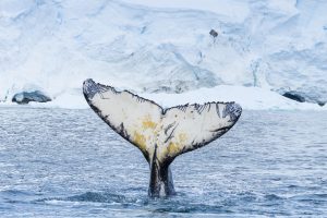 Humpback whale fluke.