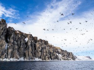 Birds flying next to cliff.