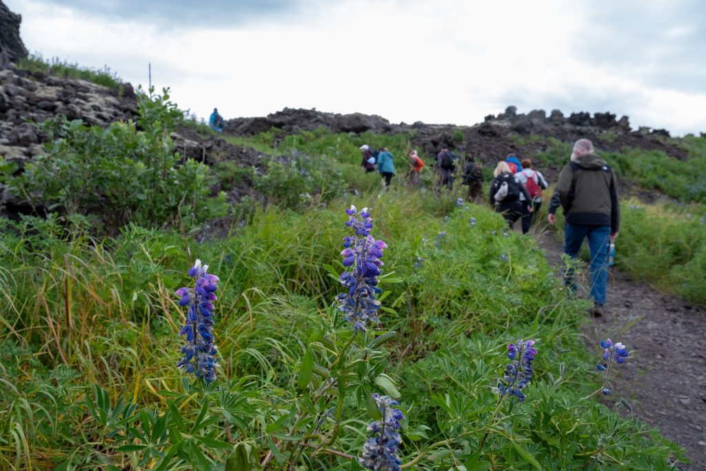 Guests hiking next to wildflowers in Westman Islands, Iceland.
