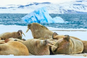 © Ralph Lee Hopkins