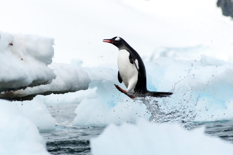 20151119-Antarctica Nikon-849-4