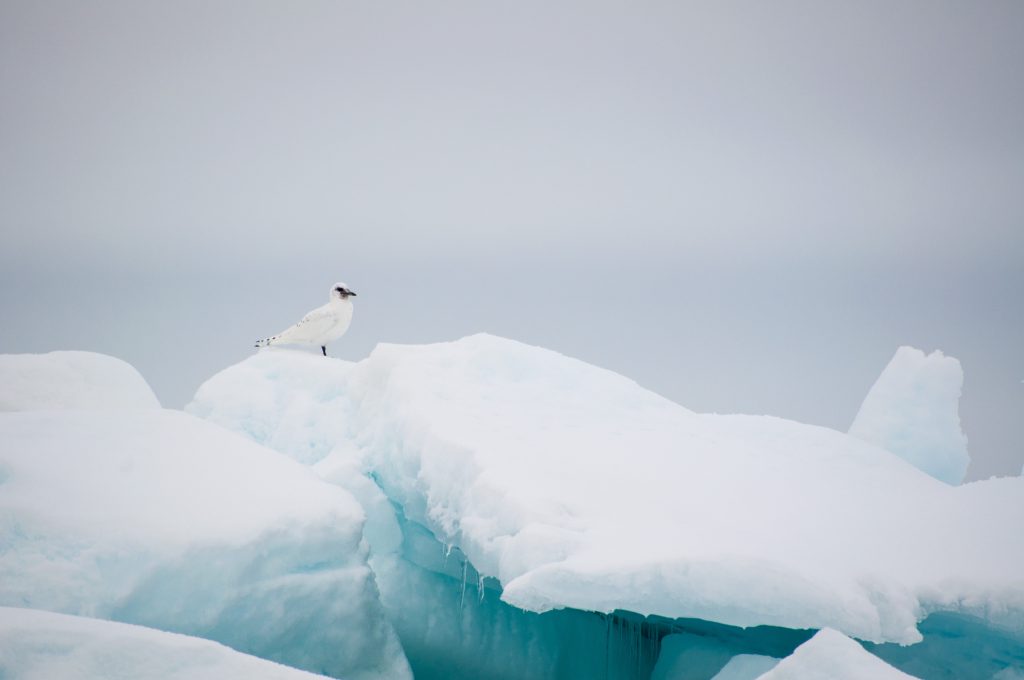 An ivory gull on the sea ice in Svalbard.