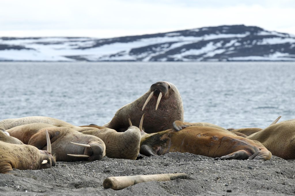 Walruses hauled out on the beach.