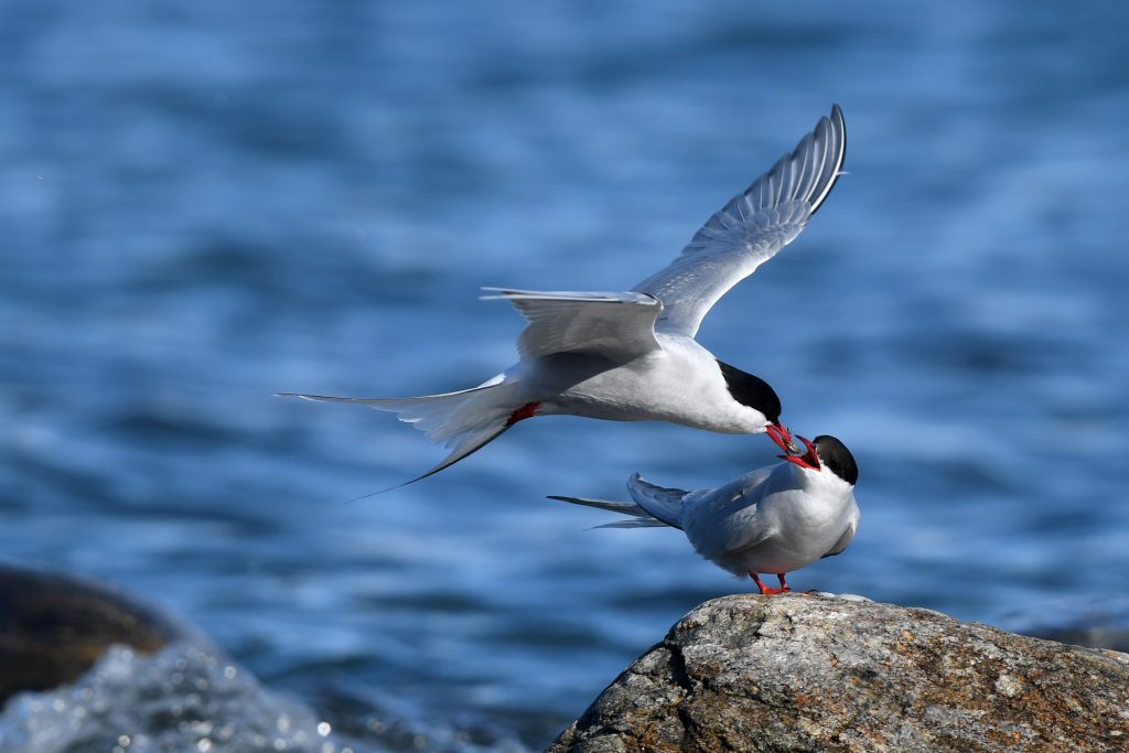Two Arctic terns near the sea.