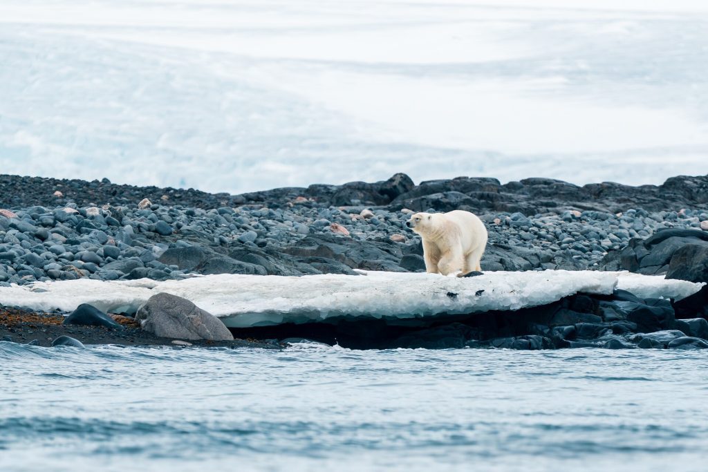 A polar bear walking on snow near the shore. 