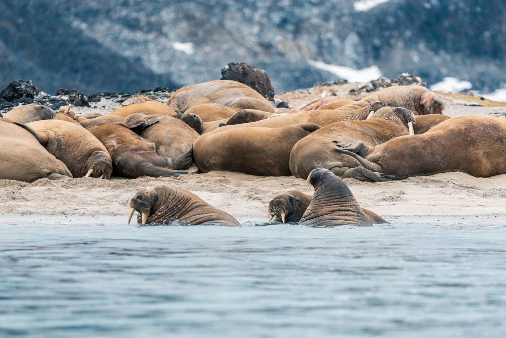 Walrus hauled out on the beach in Svalbard.