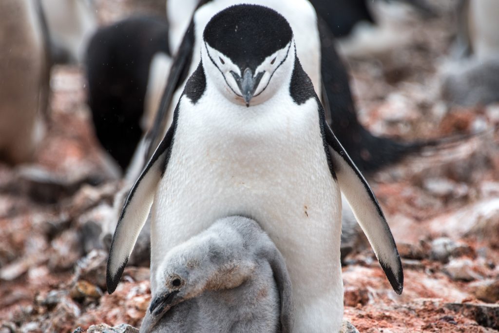 Antarctic Penguins: chinstrap penguin