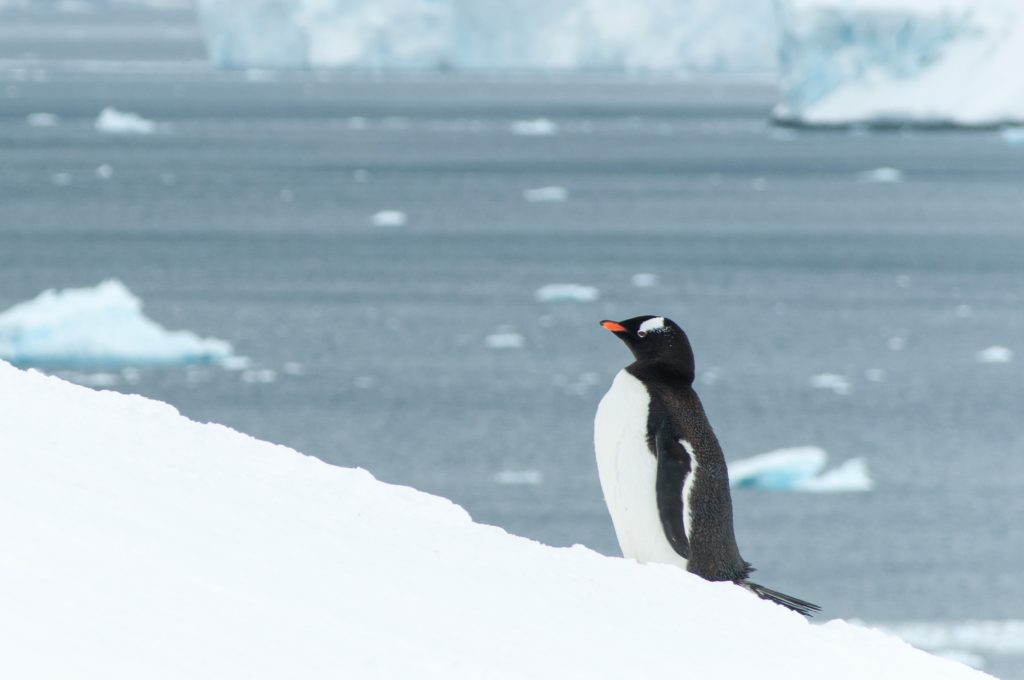 Antarctic Penguins: Gentoo Penguin in Antarctica