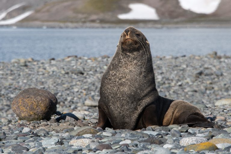 Fur seal in Antarctica