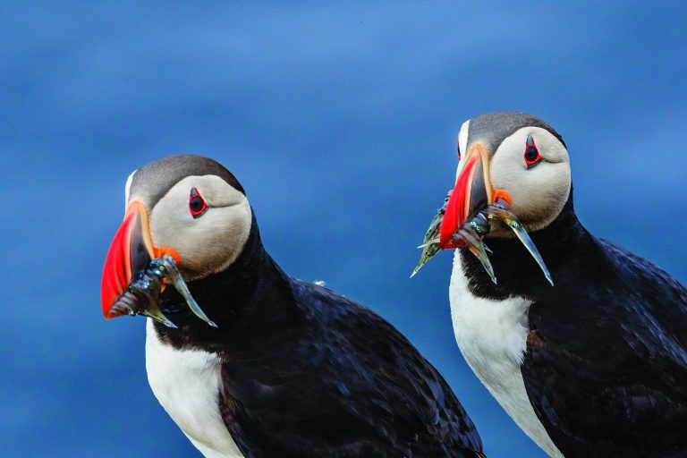 Grimsey Island, Iceland