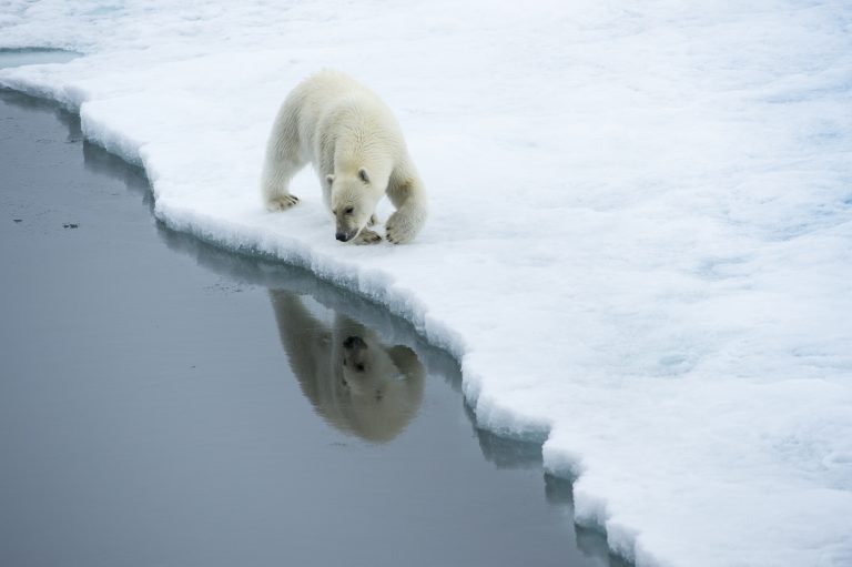 Polar bears (2)