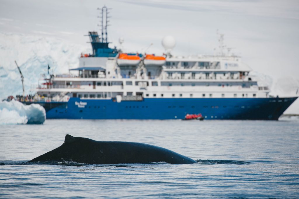 Whale in the water with Sea Spirit ship in background. 