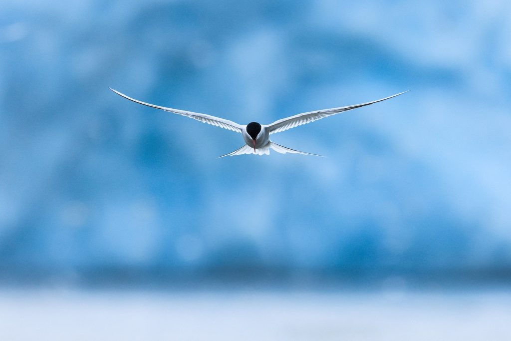 An arctic tern flying in front of a glacier face in Svalbard. 