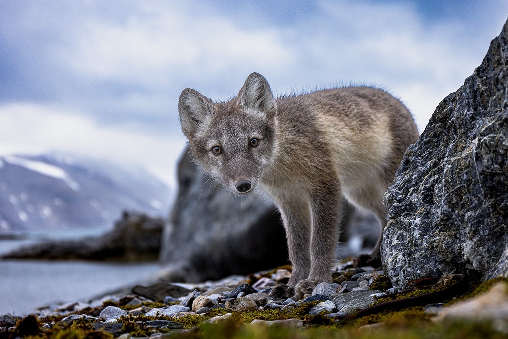 A arctic fox looking at photographer. 