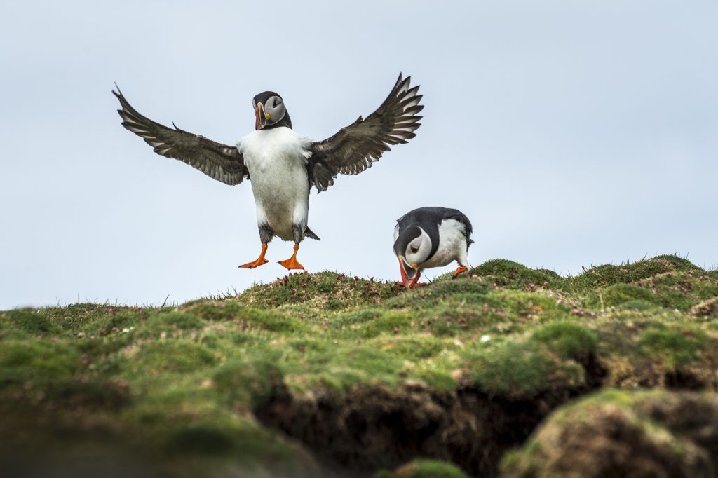 Puffins in Fair Isle