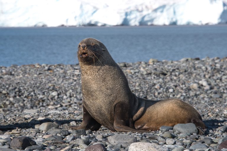 Antarctic fur seal on the beach in Antarctica