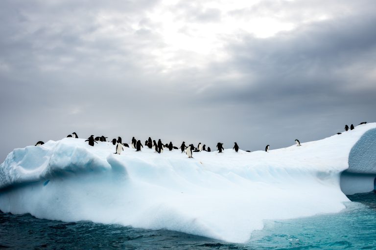 Adelie penguins on iceberg