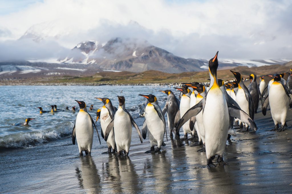 King Penguins on beach at South Georgia Island