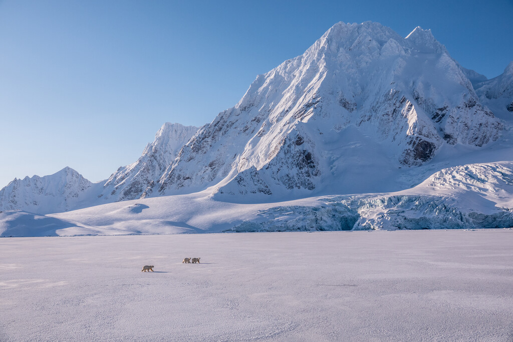 3 polar bears walking on the fast ice in Svalbard