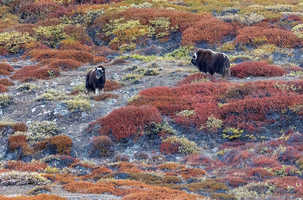 Two musk oxen grazing on the colorful tundra in East Greenland.