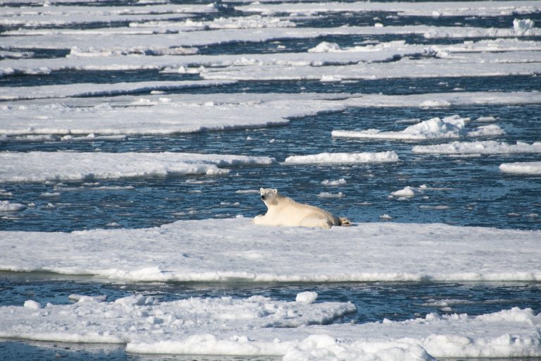 polar bear resting on ice floe