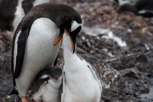 A gentoo penguin feeding its chick. 