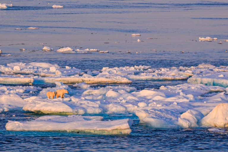 polar bears standing on ice floe on the Heart of the Arctic itinerary