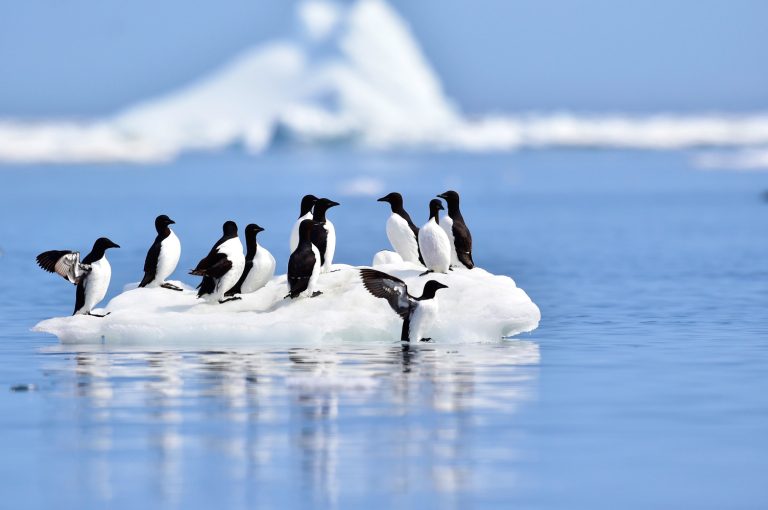 black and white birds on an ice floe during the Heart of the Arctic voyage