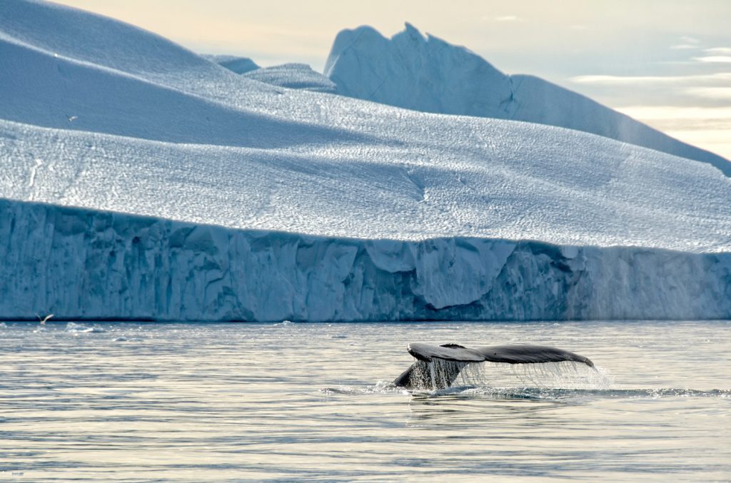 A humpback whale with glacier in background.