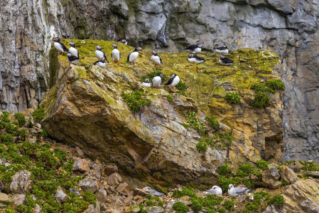 Puffins on a grassy cliff.