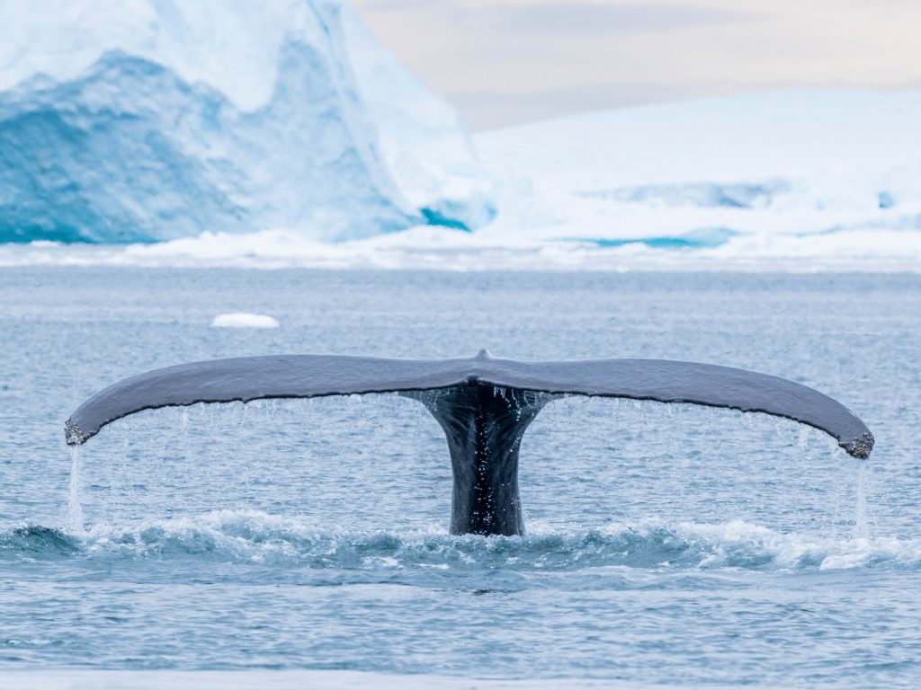 Humpback whale's tail with iceberg in background. 