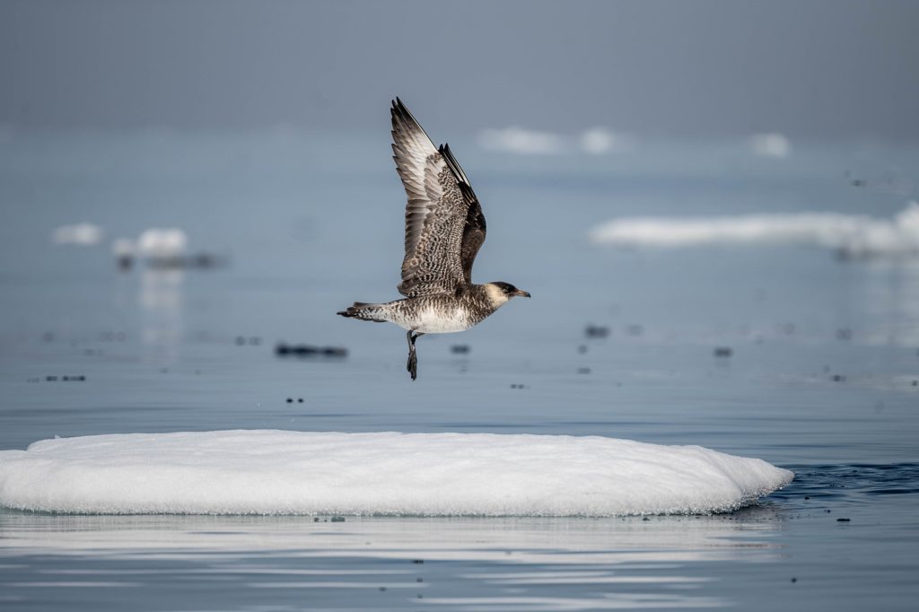 A seabird flying over pack ice. 