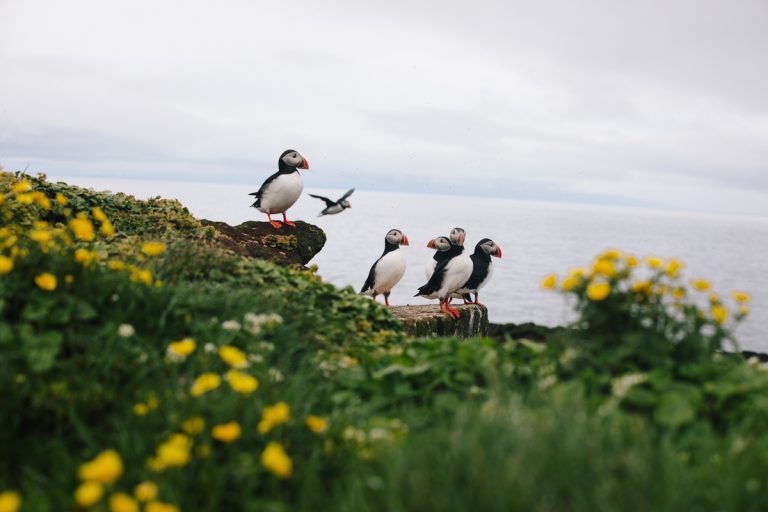 Puffins on Grimsey Island, North Iceland