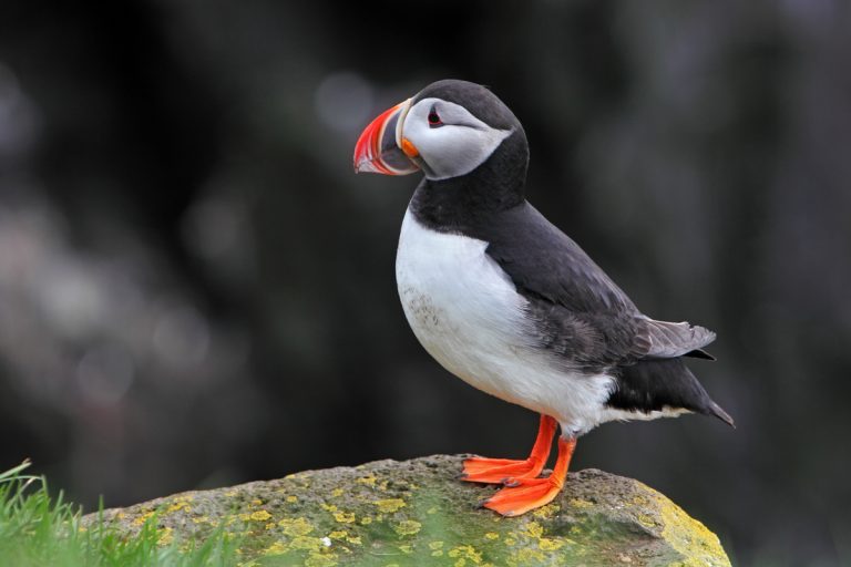 Bird Puffin