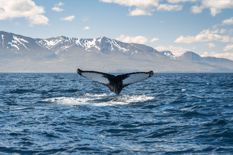 Whale diving on the Iceland coast near Husavik