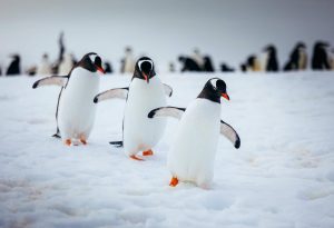 Gentoo penguins walking on the snow.