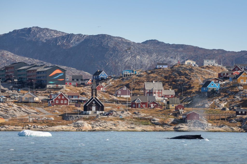 Humpback whale swimming in water in front of West Greenland village. 