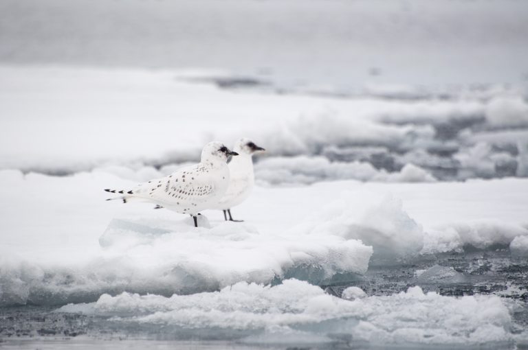 20160830-Svalbard-1106