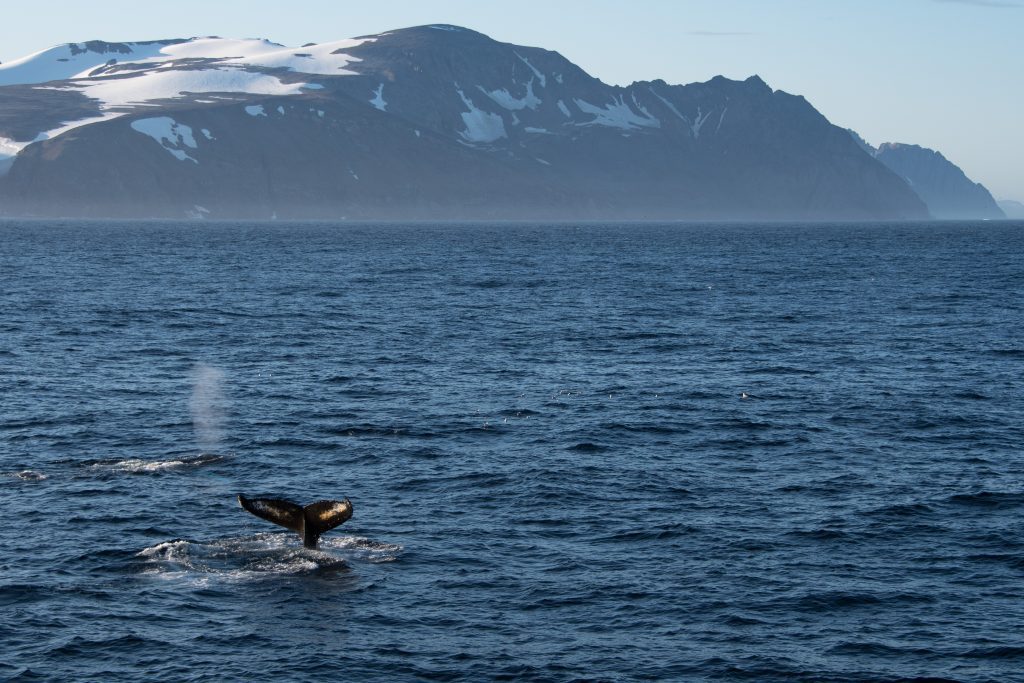 Humpback whale fluke in East Greenland.