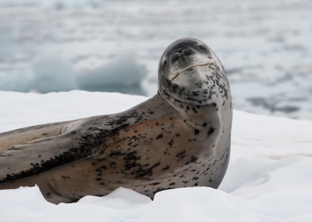 A leopard seal laying on the ice.