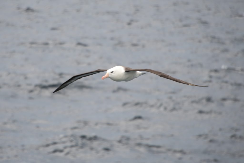 A black browed albatross flying in the Drake Passage. 
