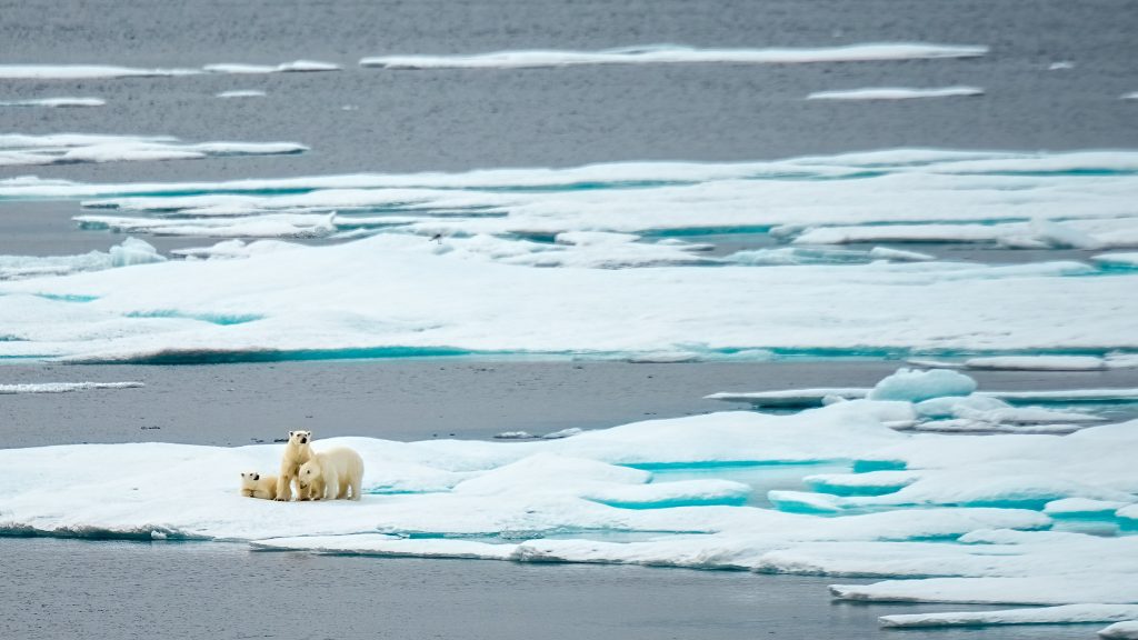 Three polar bears on an ice floe in the Canadian Arctic. 