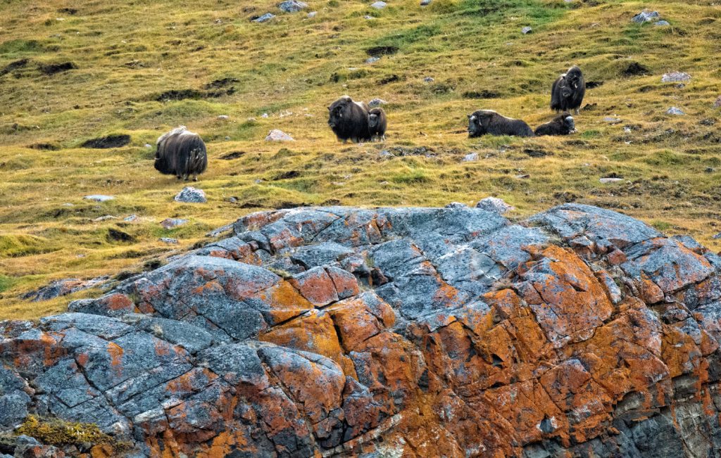 Musk oxen grazing on the colorful Arctic tundra.
