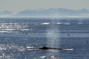 ©StudiPONANT/Nathalie Michel. Compliant with operational regulations.