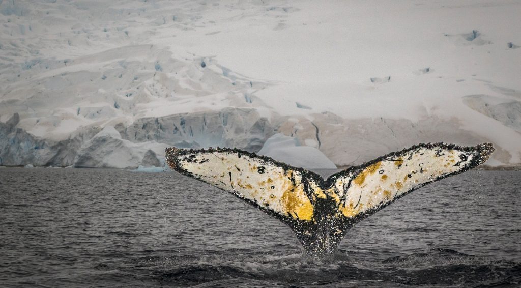Humpback whale fluke with glacier in background.