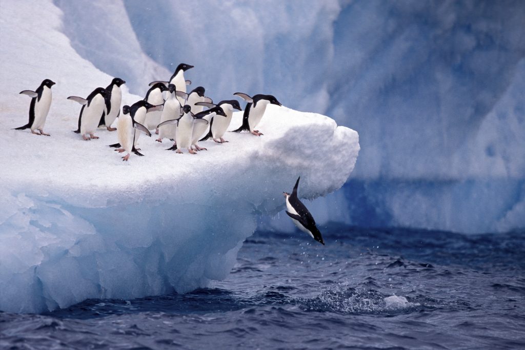 Wildlife_penguins_Adelie_&_iceberg