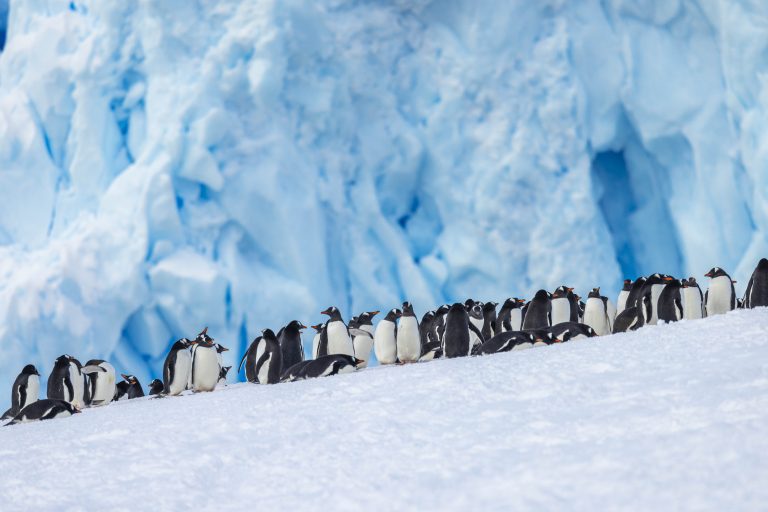 A line of gentoo penguins in front of glacier face.