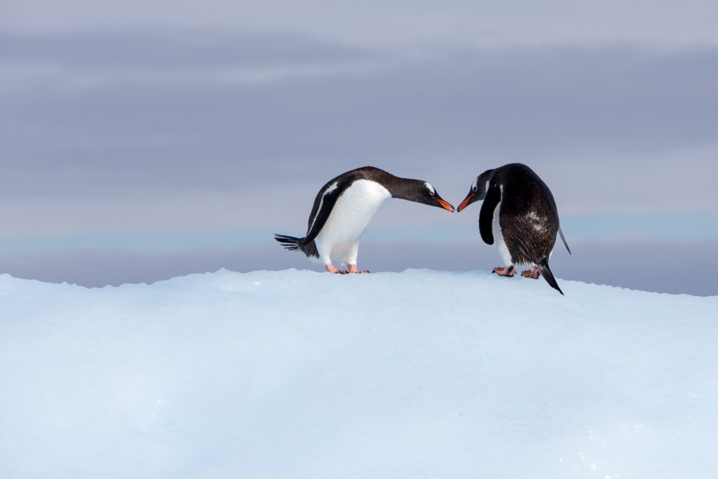PL-Antarctica-gentoos-touching
