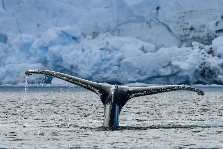 Wildlife_Humpback-Whale-Peltier-Channel