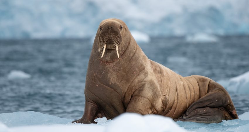 walrus on an ice floe with glacier face in background on a Svalbard cruise.
